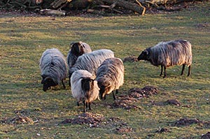 Urlaub mit Tieren in der Heide